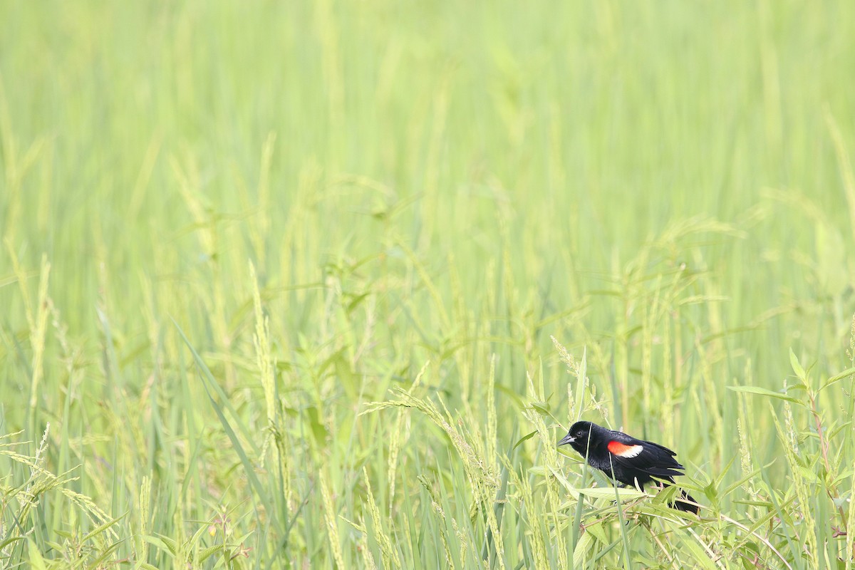 Red-winged Blackbird - ML601994761