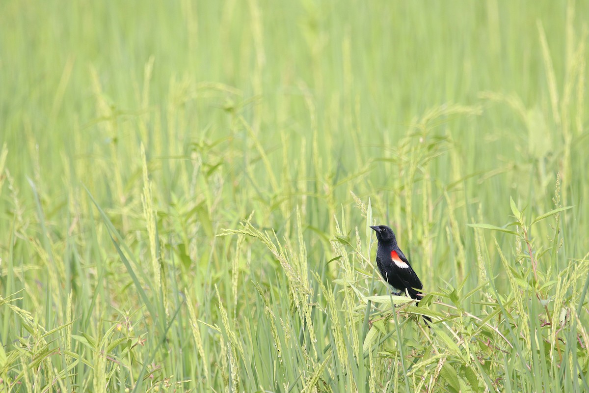 Red-winged Blackbird - ML601994771