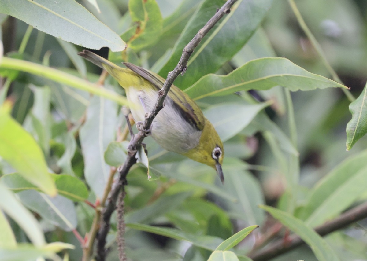 Swinhoe's White-eye - ML601995281