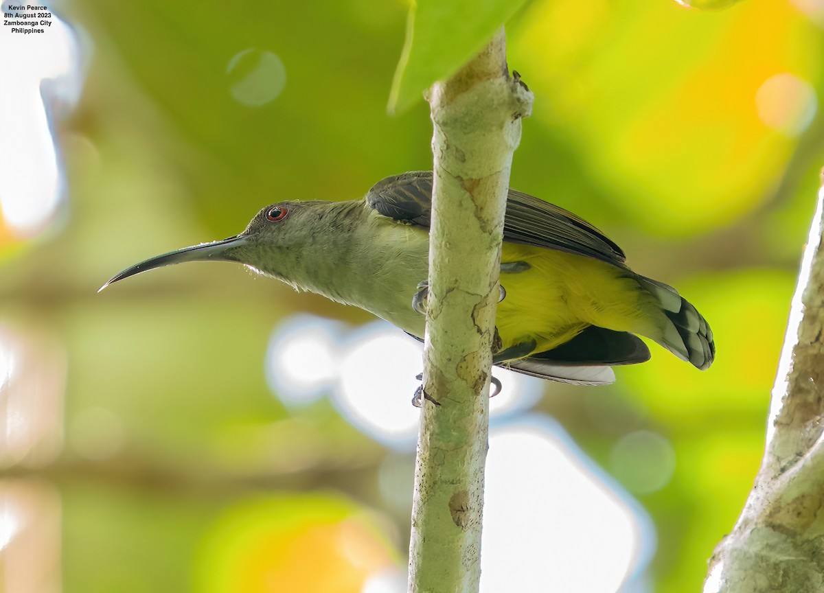 Orange-tufted Spiderhunter - Kevin Pearce