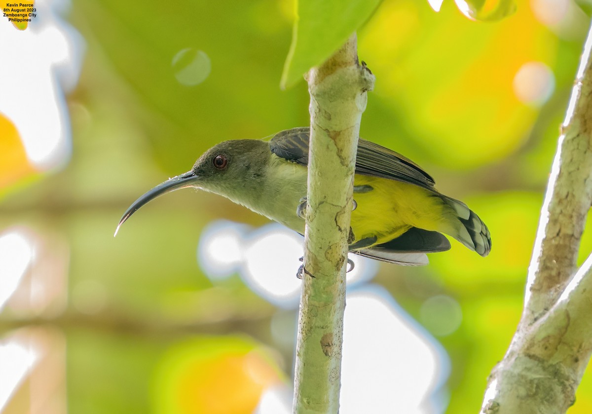 Orange-tufted Spiderhunter - Kevin Pearce