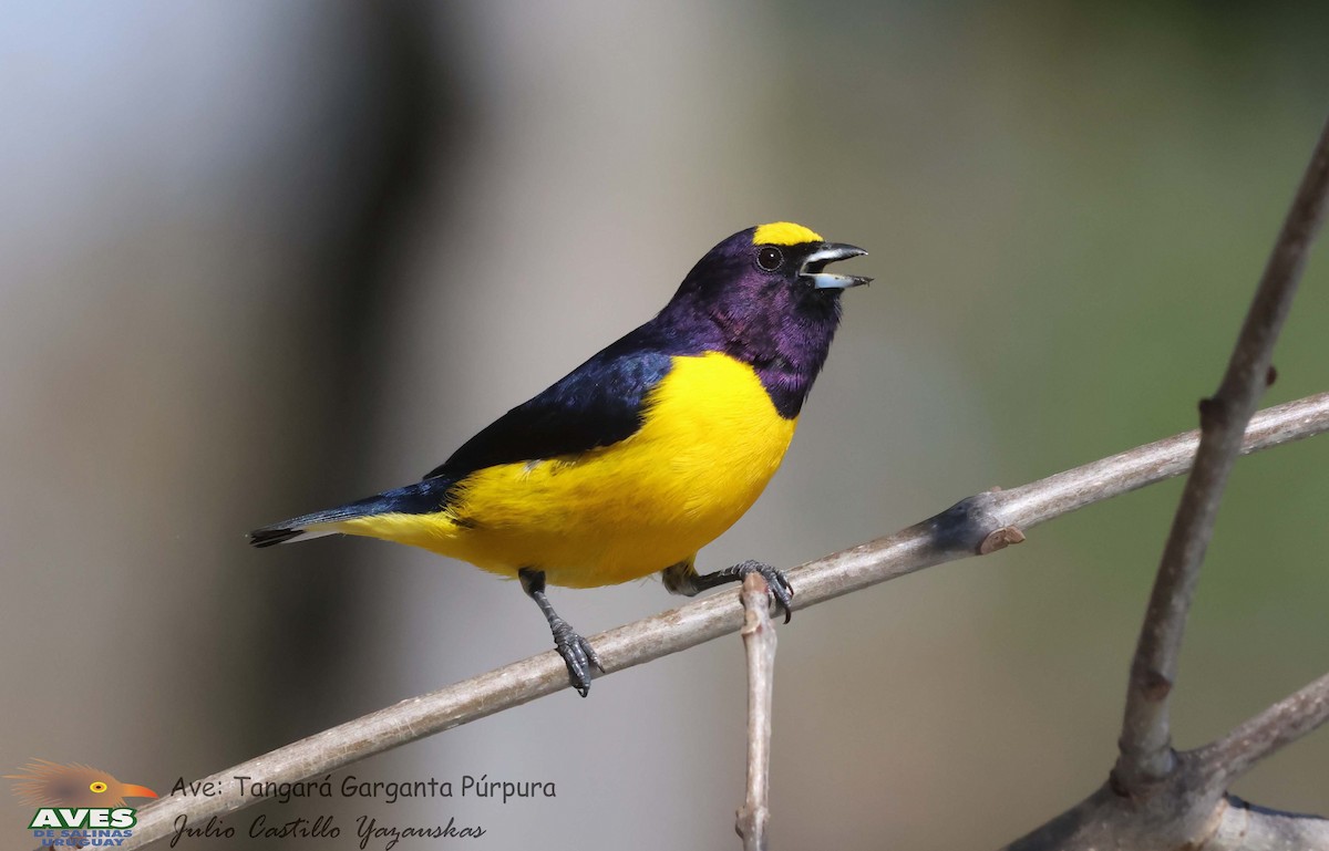 Purple-throated Euphonia - JULIO CESAR CASTILLO YAZAUSKAS