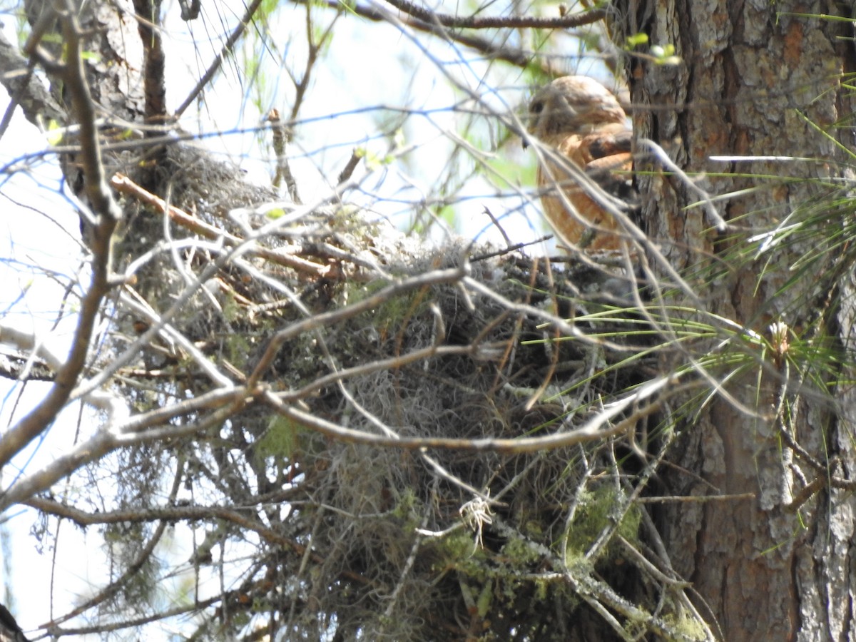Red-shouldered Hawk - ML60199581