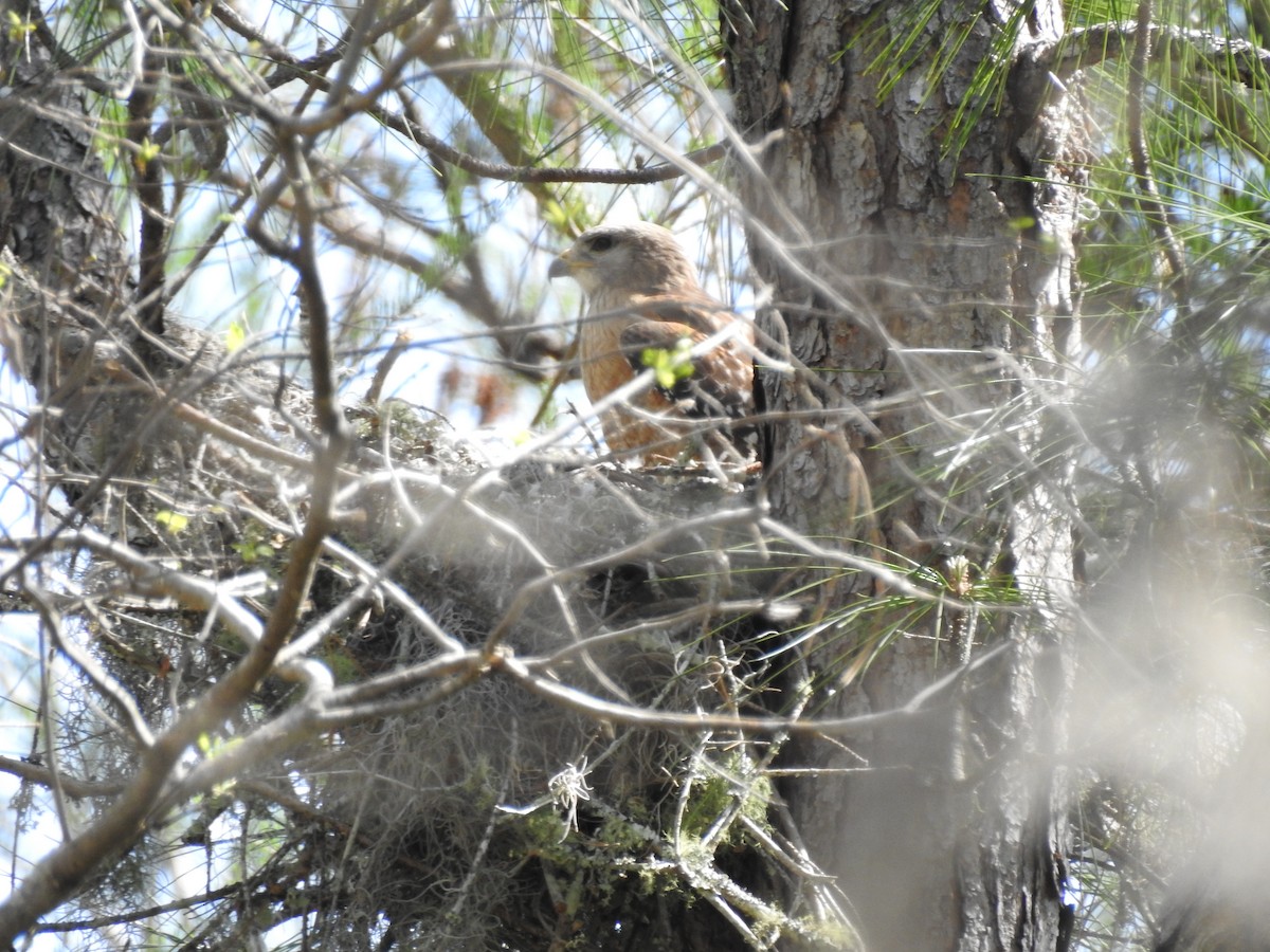 Red-shouldered Hawk - ML60199601