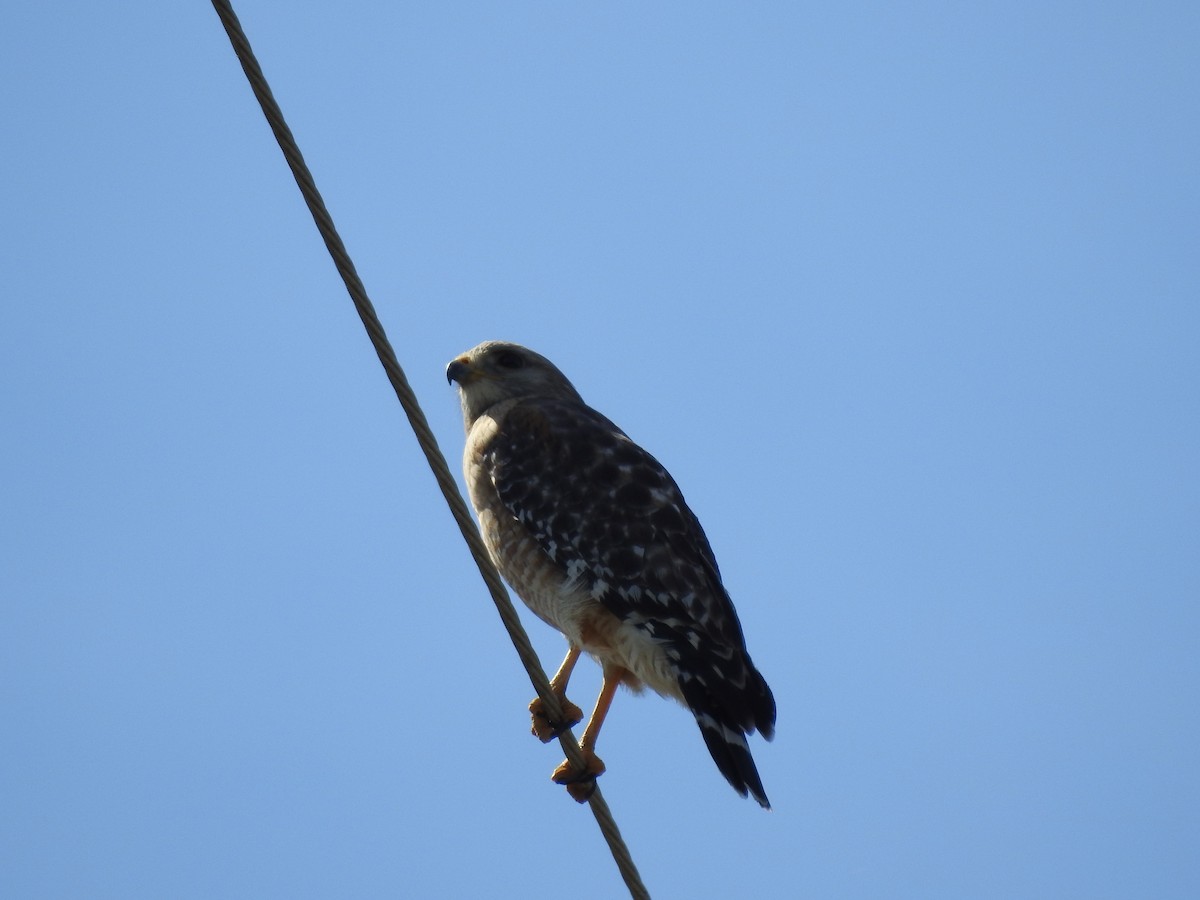Red-shouldered Hawk - ML60199701