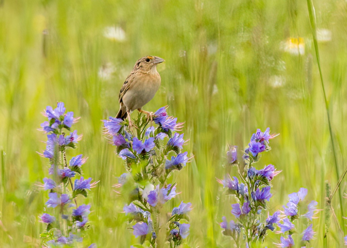 Grasshopper Sparrow - ML601997511
