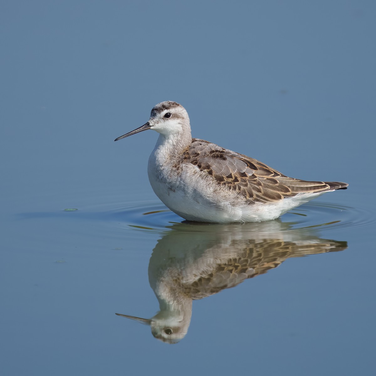 Wilson's Phalarope - ML601997631