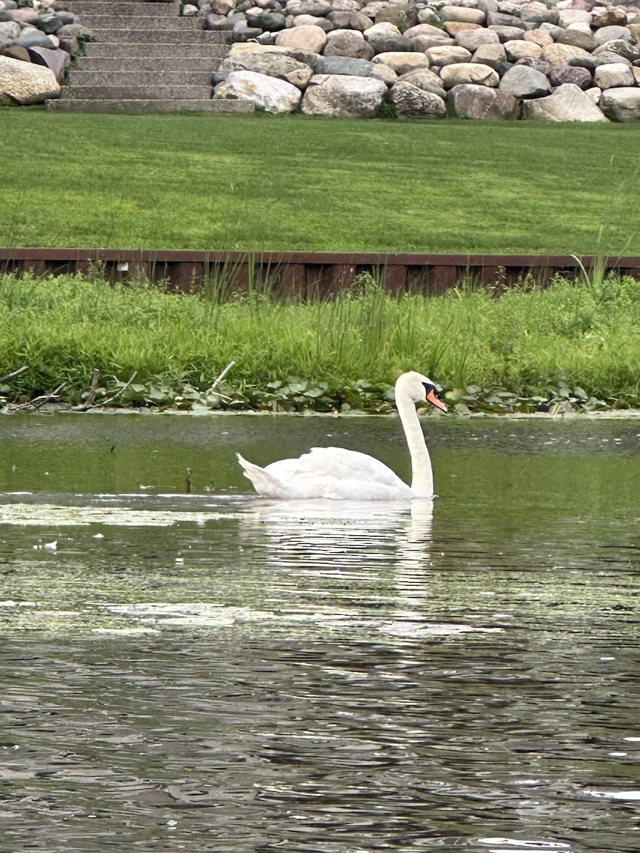 Mute Swan - ML601998551