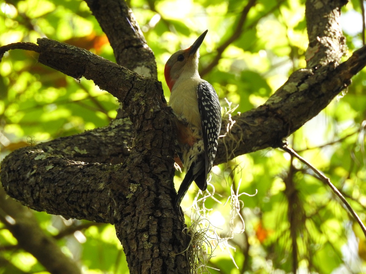 Red-bellied Woodpecker - ML60199861