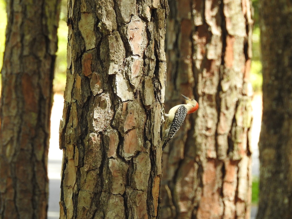 Red-bellied Woodpecker - ML60199871