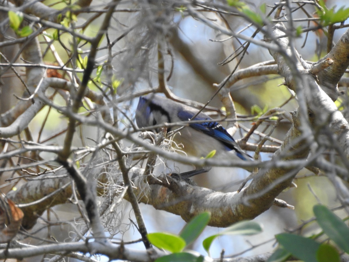Blue Jay - ML60199891
