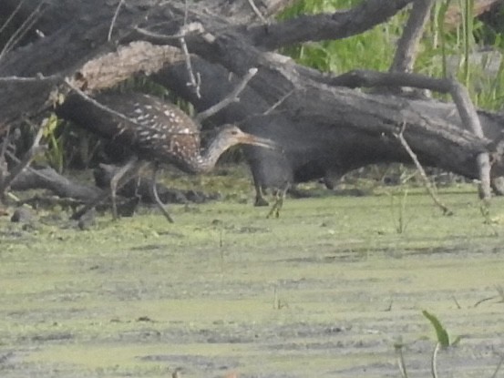 Limpkin - ML601999001