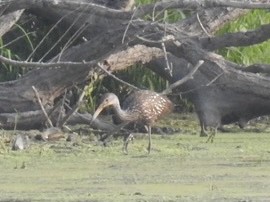 Limpkin - ML601999011