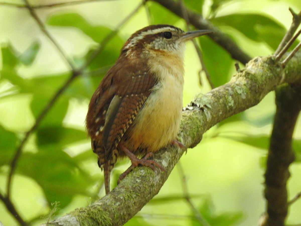 Carolina Wren - ML60199911