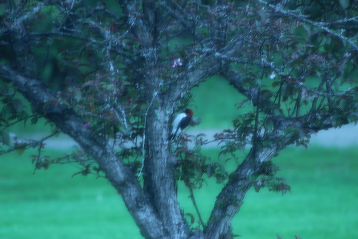 Red-headed Woodpecker - ML60199921