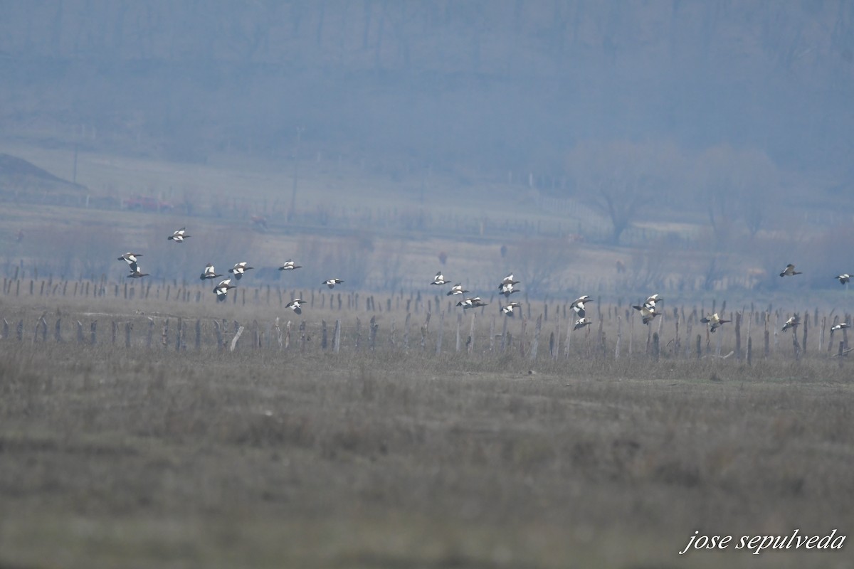 Ashy-headed Goose - José Sepúlveda