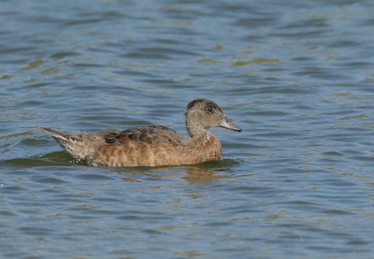 American Wigeon - ML601999631