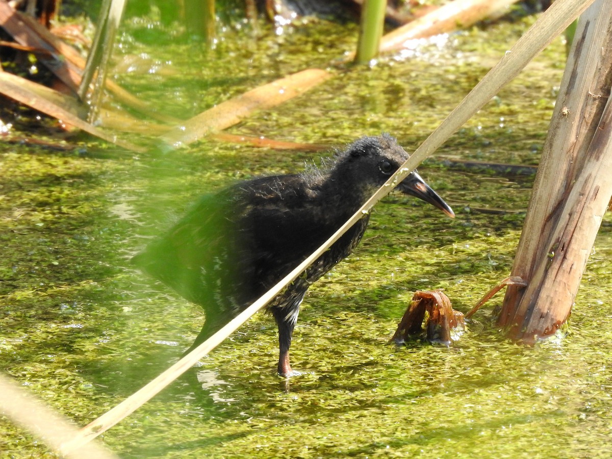 Virginia Rail - ML601999971