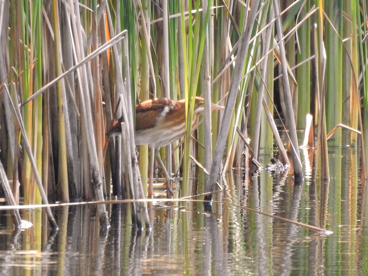 Least Bittern - ML602000131