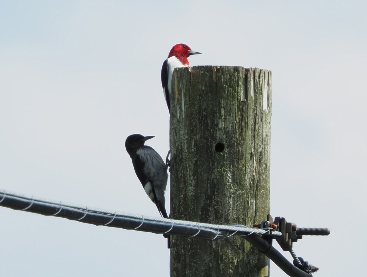 Red-headed Woodpecker - ML602000411
