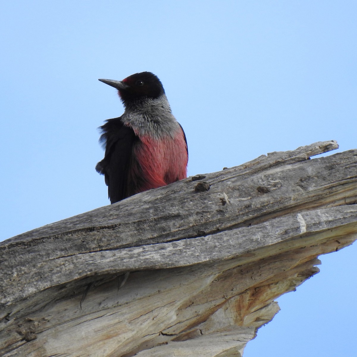 Lewis's Woodpecker - ML602000421