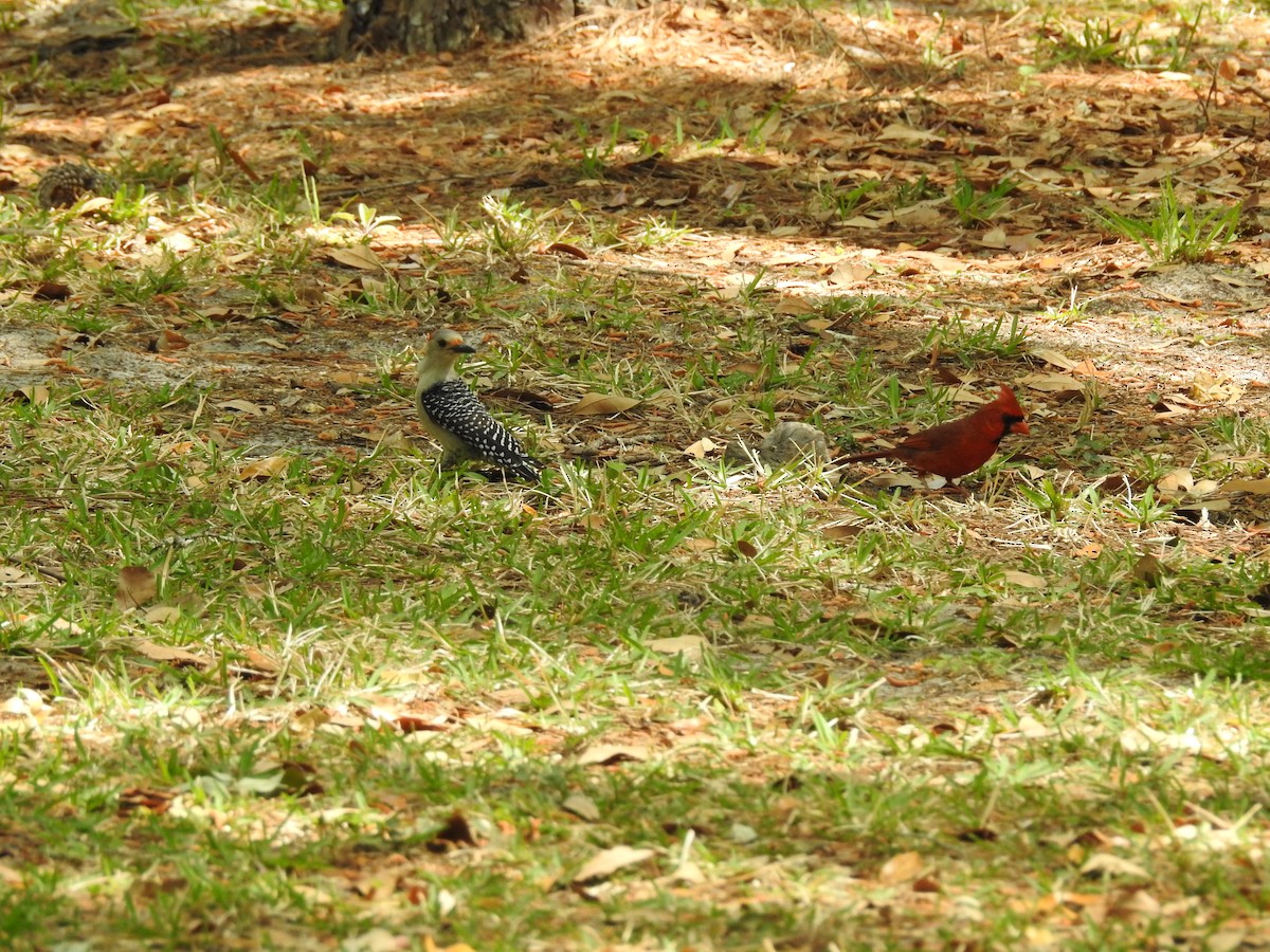 Northern Cardinal - ML60200051