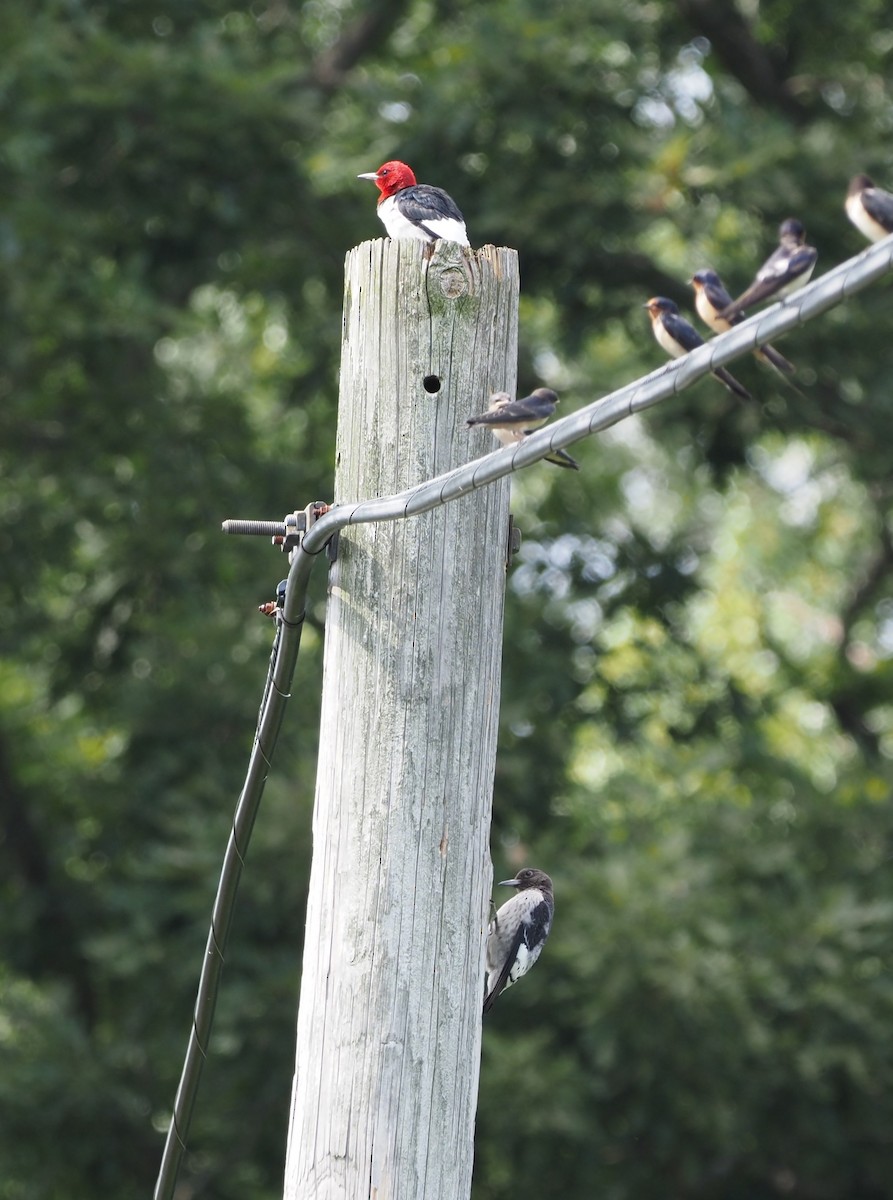 Red-headed Woodpecker - ML602000541