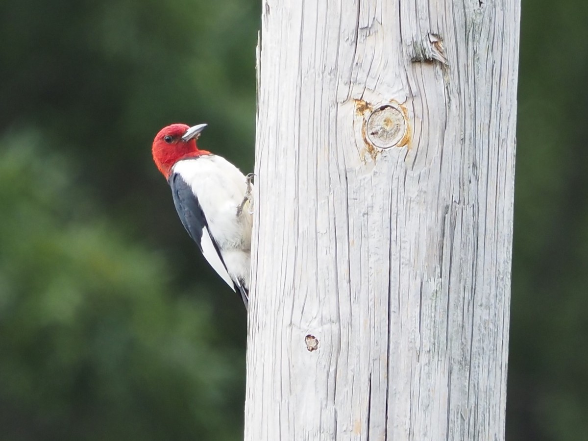 Red-headed Woodpecker - ML602000581