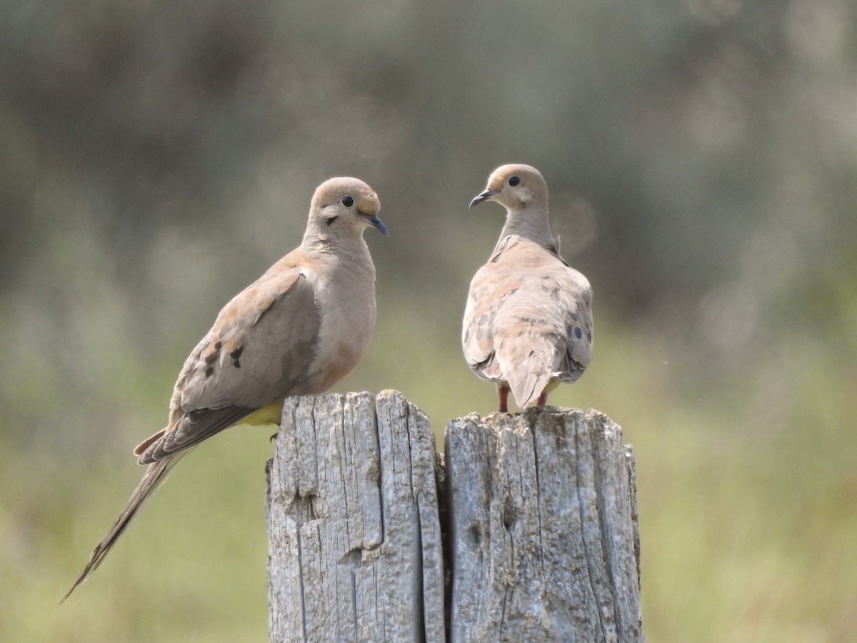 Mourning Dove - Dan Mason