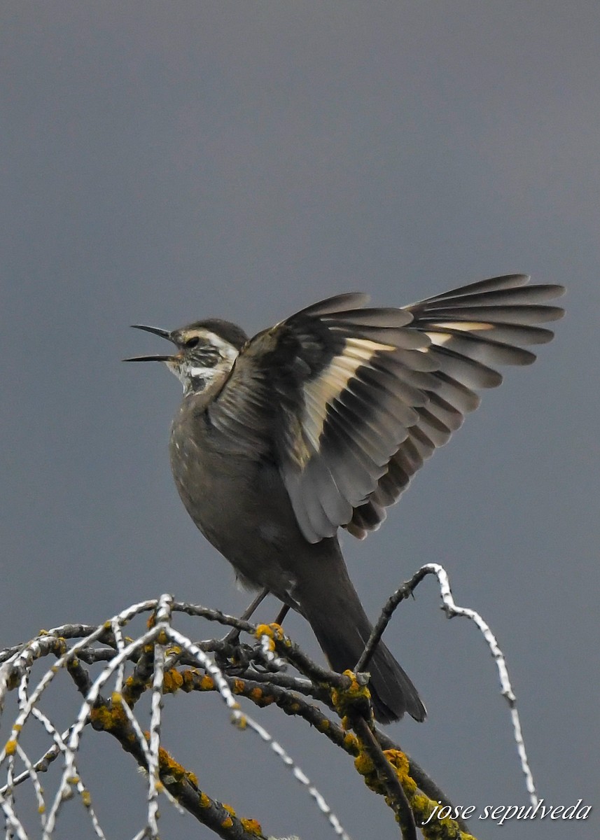 Dark-bellied Cinclodes - ML602000681