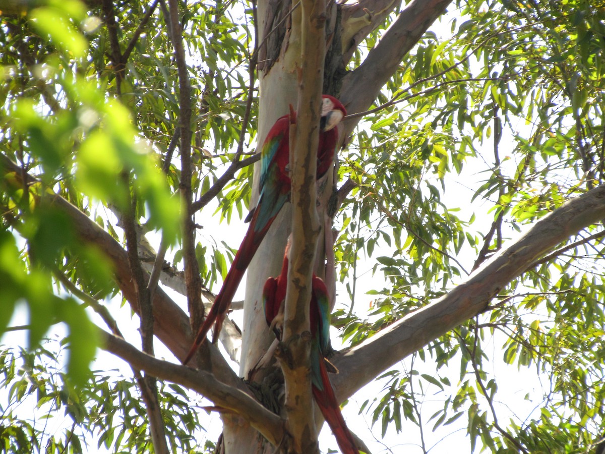 Red-and-green Macaw - Selene Torres V.