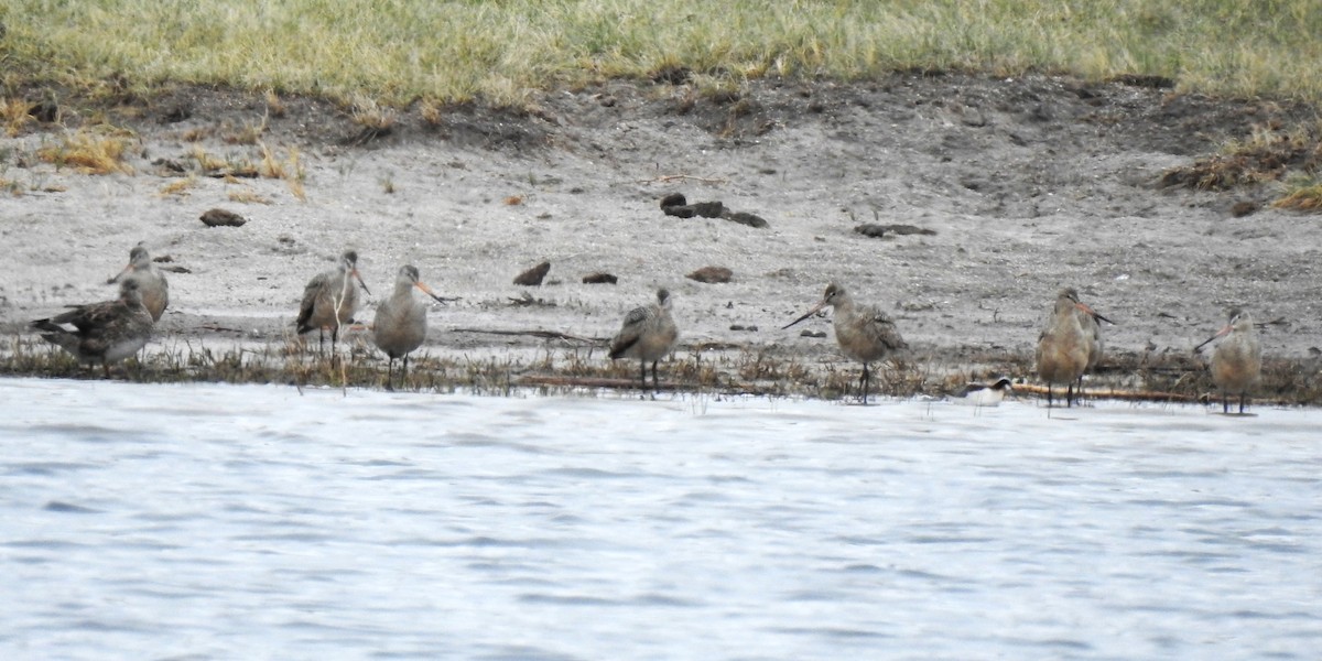 Marbled Godwit - ML602001451