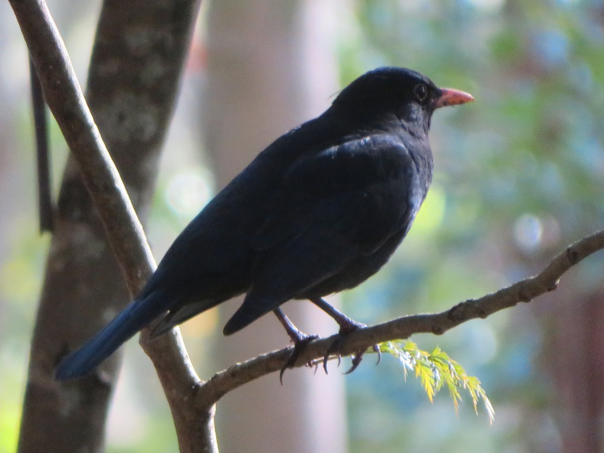 Eurasian Blackbird - ML602002851