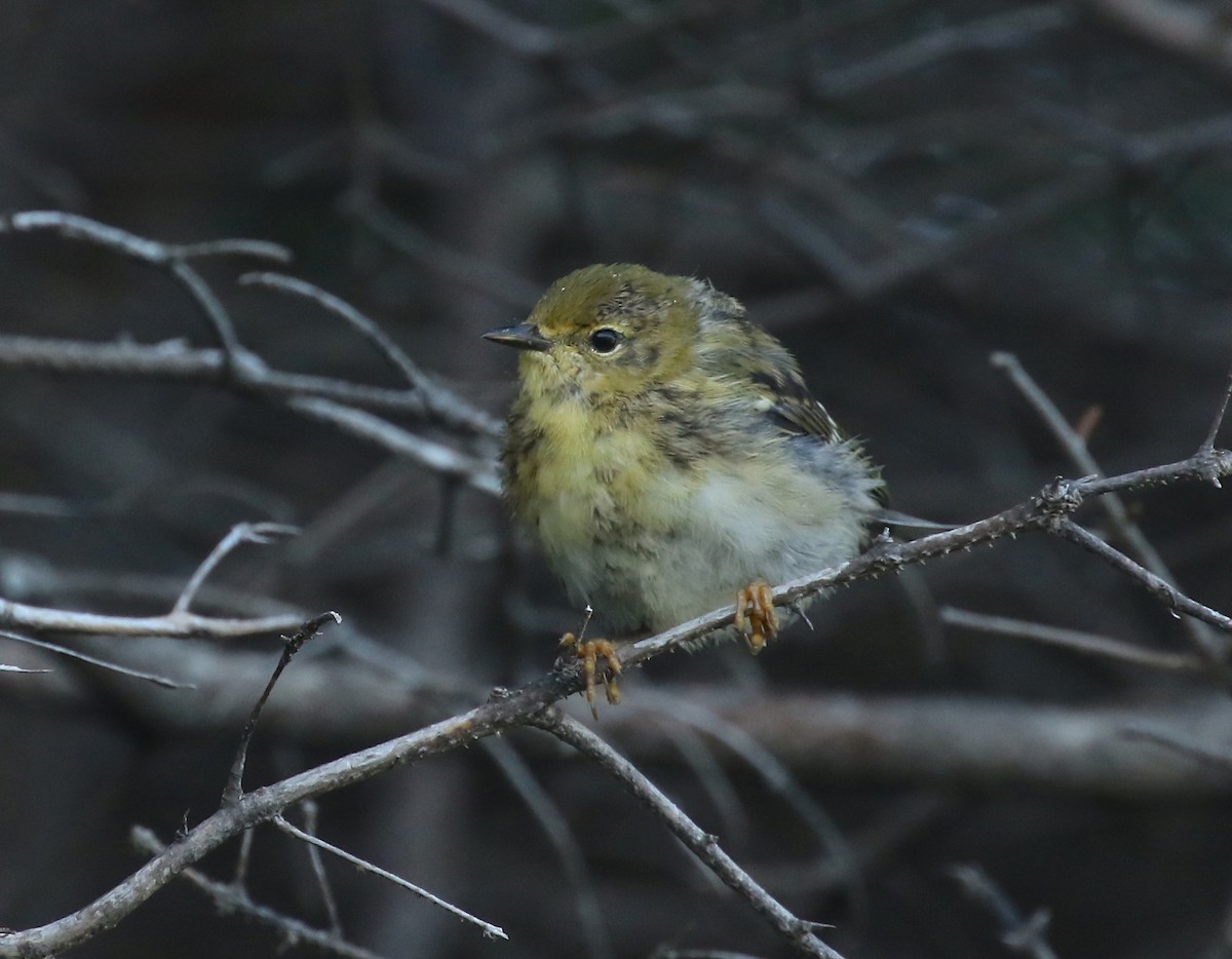 Blackpoll Warbler - Denise  McIsaac