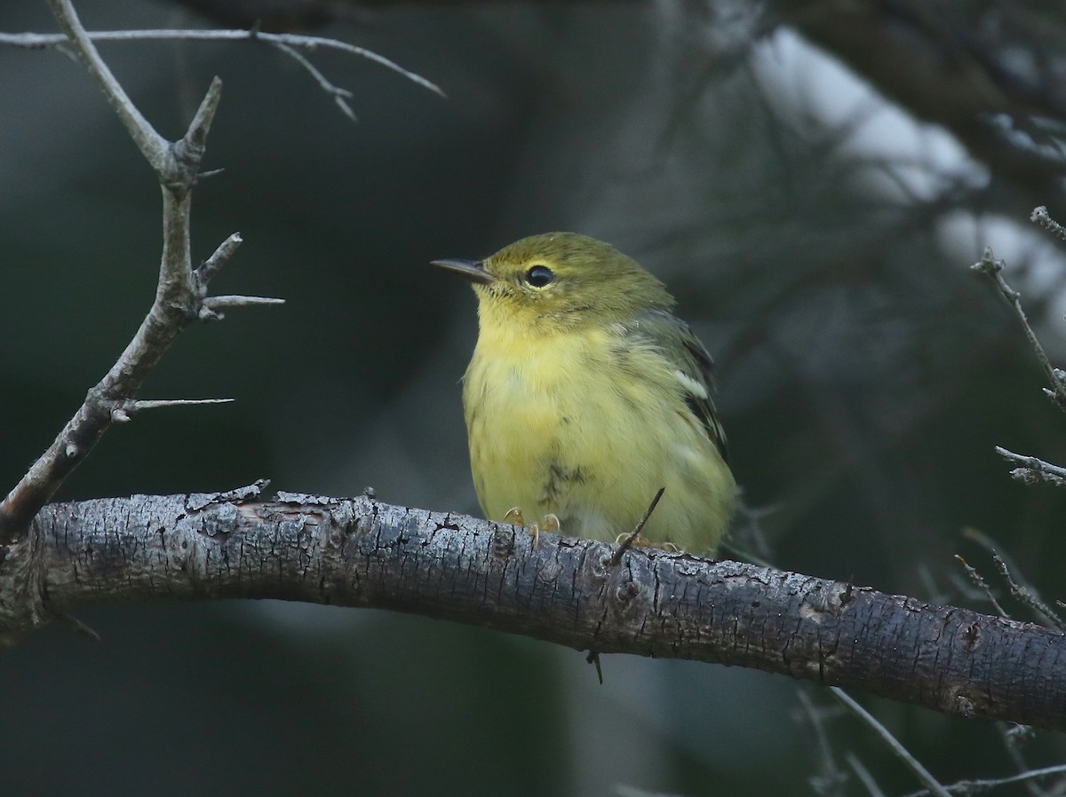 Blackpoll Warbler - ML602003021