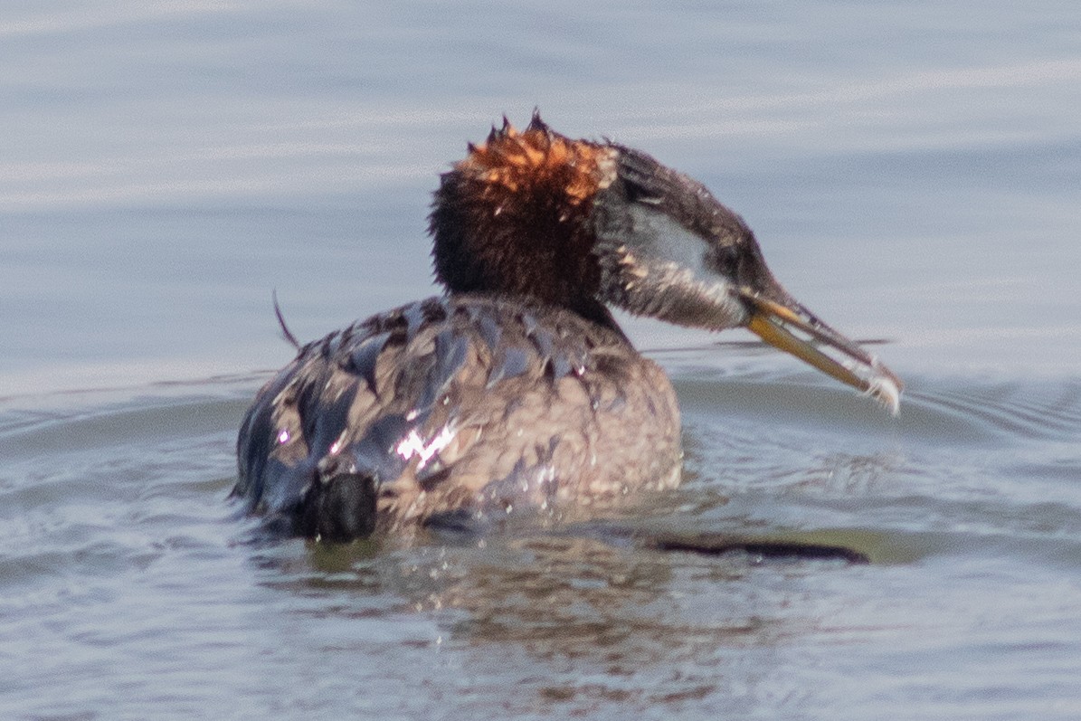 Red-necked Grebe - ML602004321