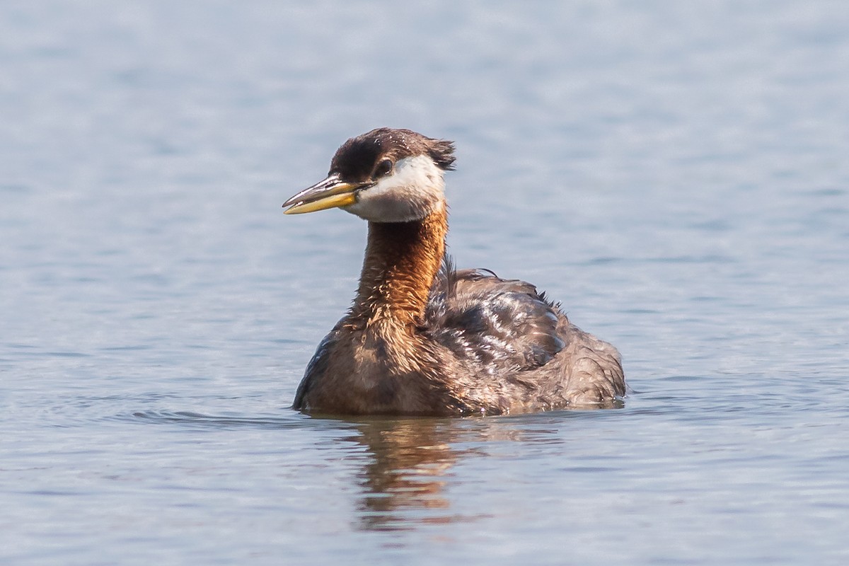 Red-necked Grebe - ML602004331