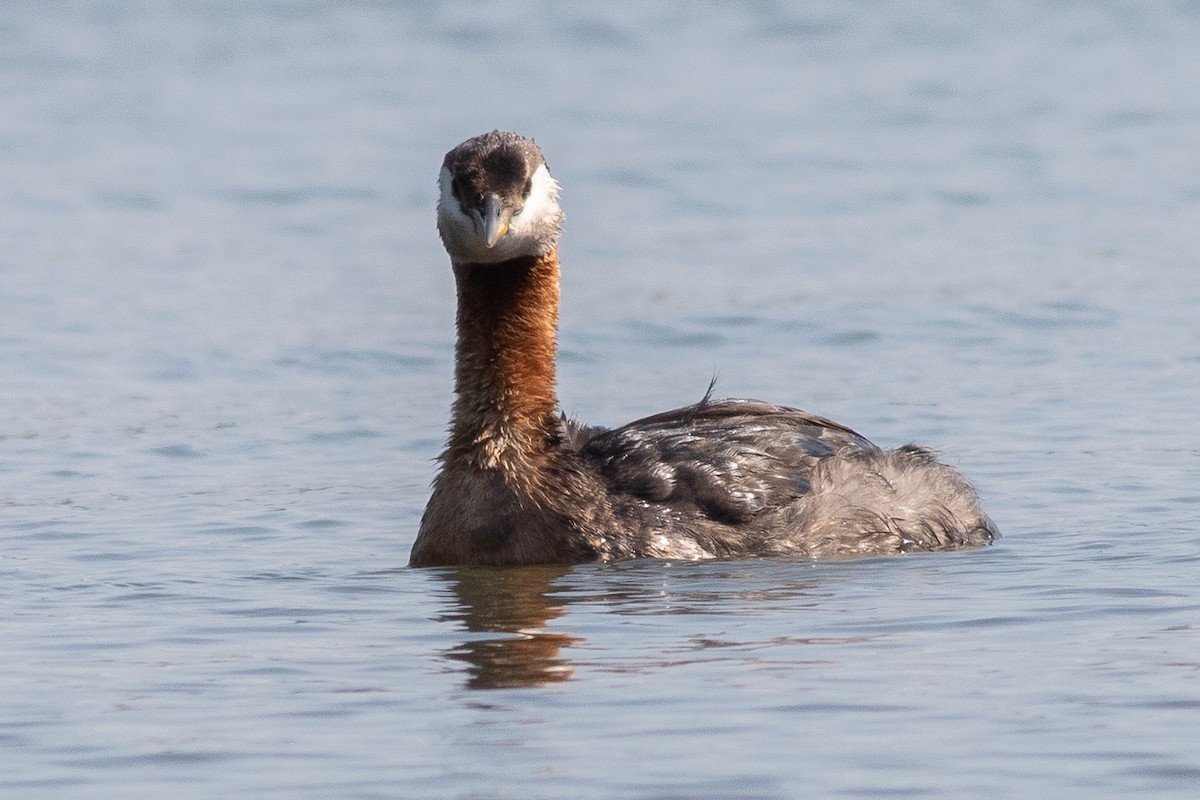 Red-necked Grebe - ML602004341