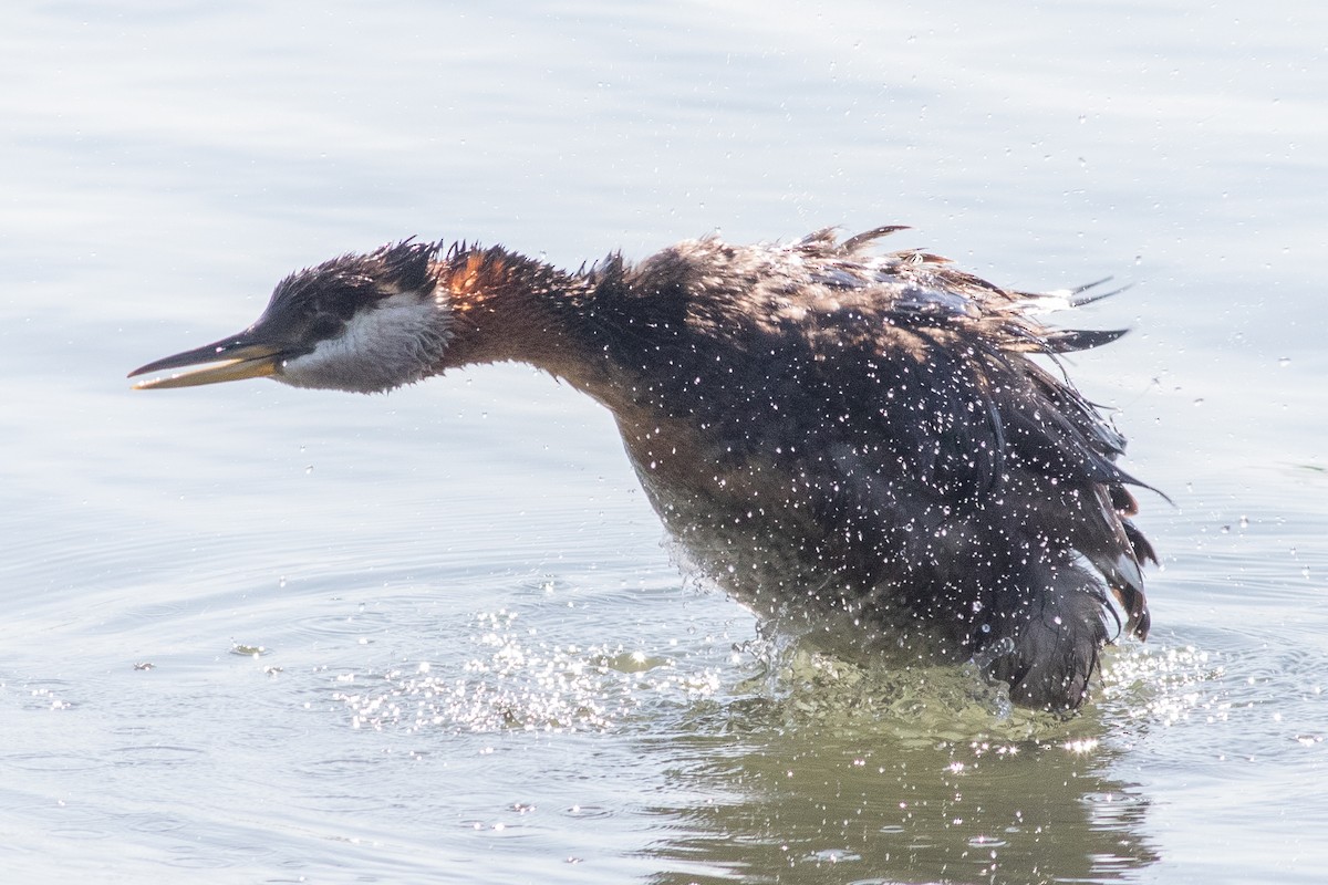 Red-necked Grebe - ML602004351