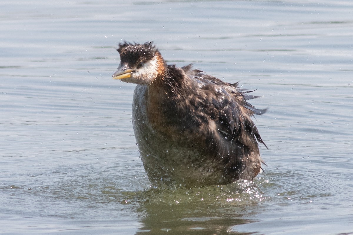 Red-necked Grebe - ML602004361