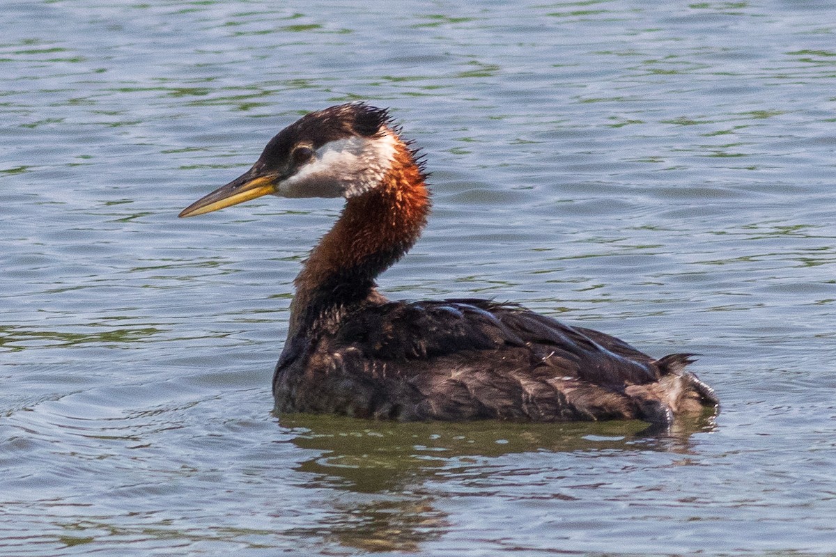 Red-necked Grebe - ML602004371