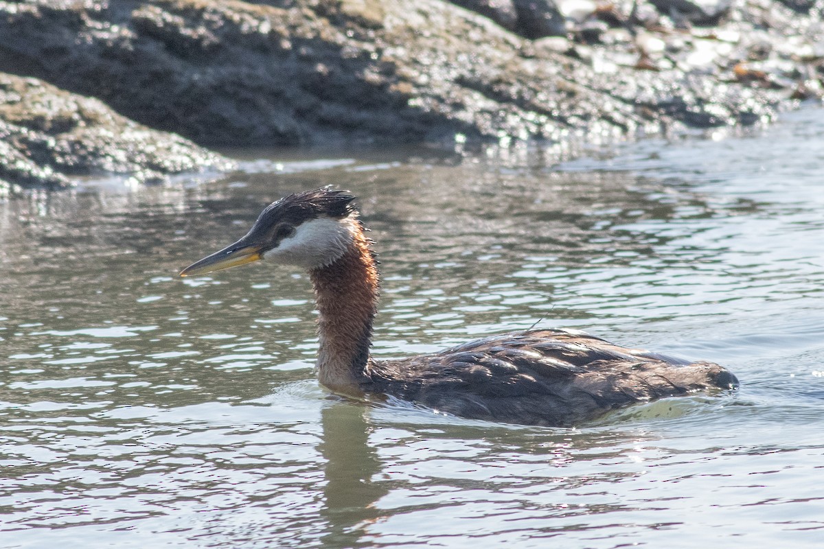 Red-necked Grebe - ML602004391