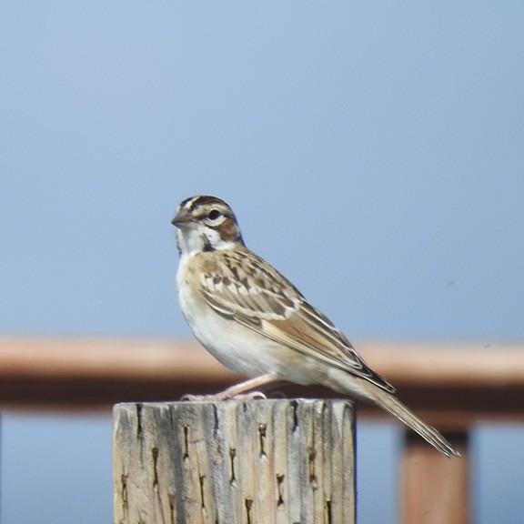 Lark Sparrow - ML602004821