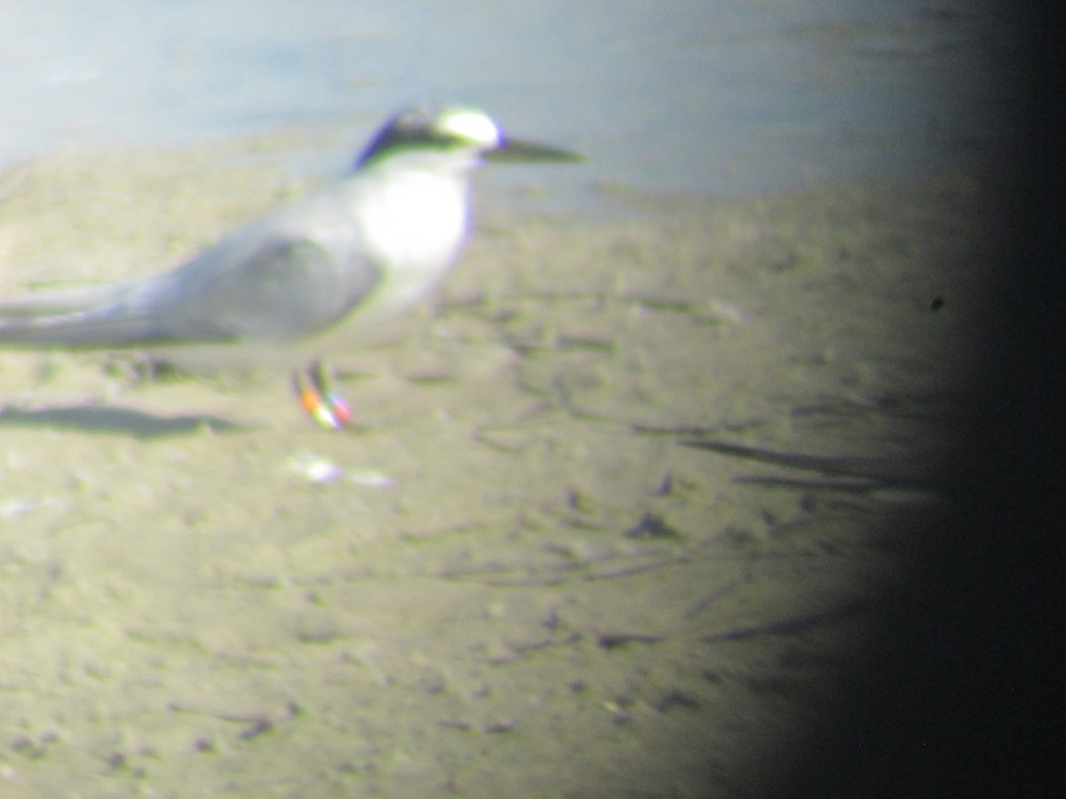 Least Tern - ML602004901