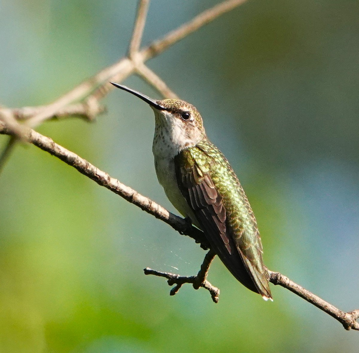 Ruby-throated Hummingbird - ML602005871