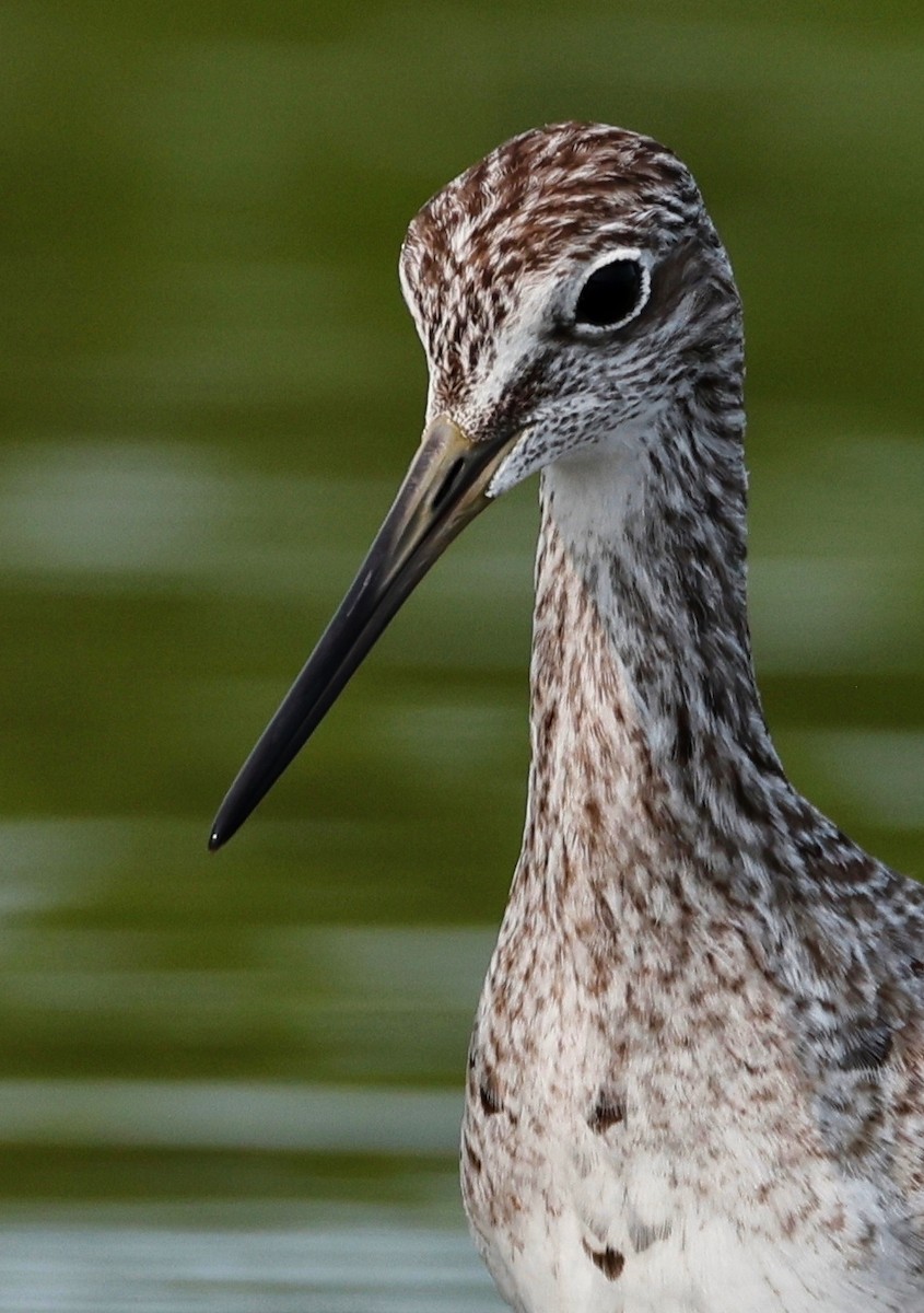 Greater Yellowlegs - ML602007161