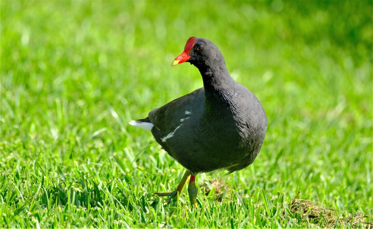 Common Gallinule - ML602007911