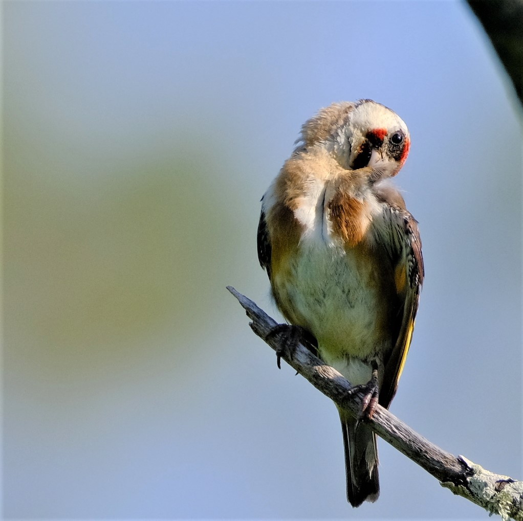 Jilguero Europeo - ML602008461