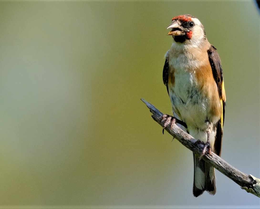 Jilguero Europeo - ML602008561