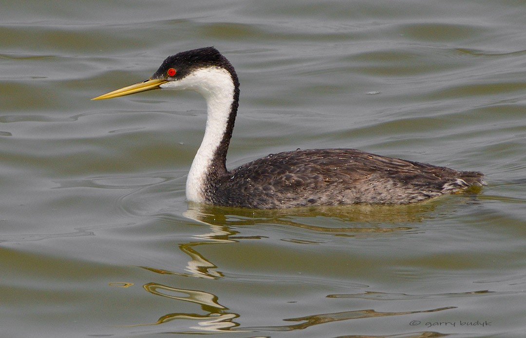 Western Grebe - Garry Budyk